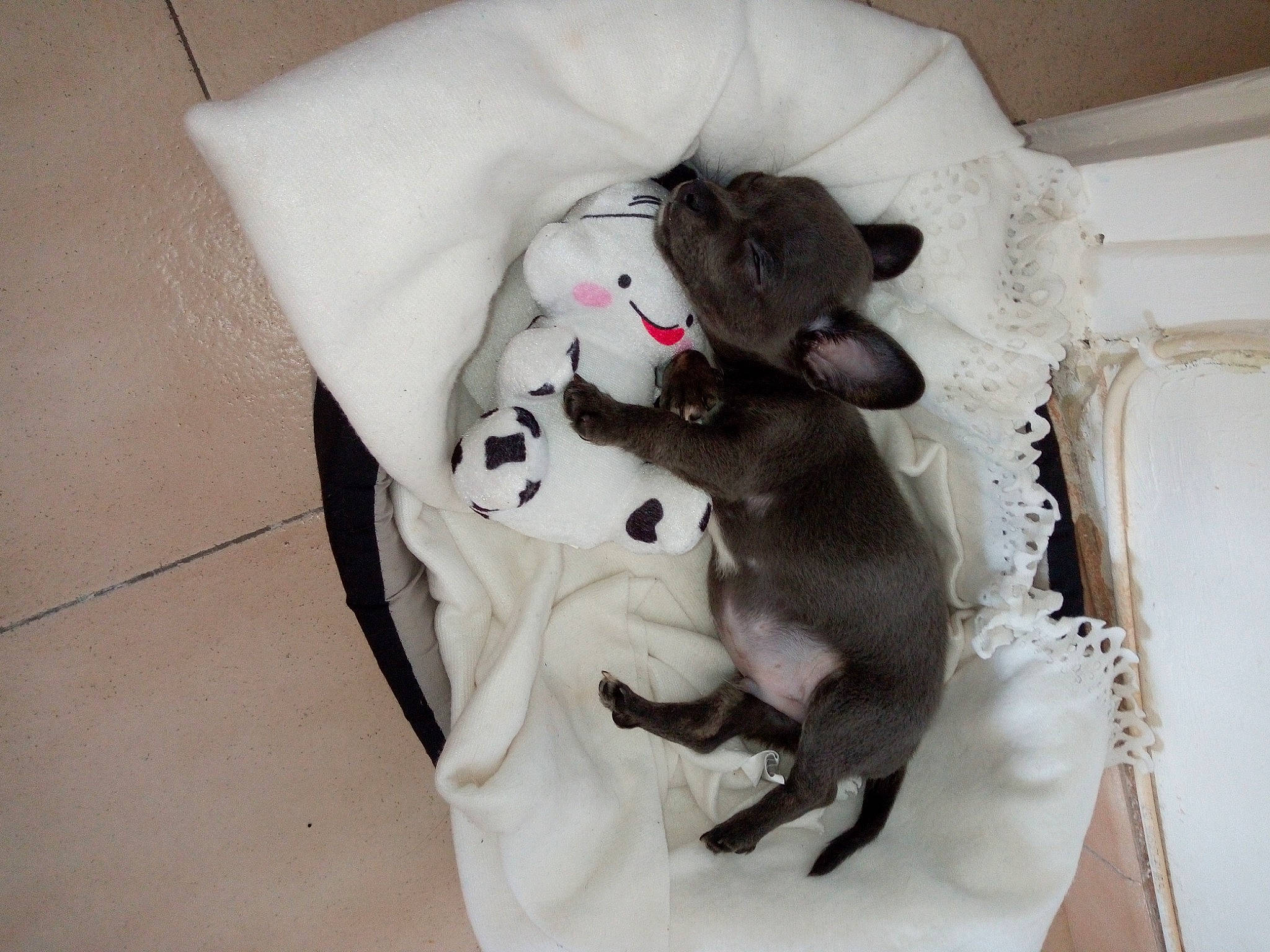 Dobby a rejoint le concours — aidez-le/la à gagner de superbes lots ! american_hairless_terrier, canidae, carnivore, cat, dog, dog_breed, italian_greyhound, non_sporting_group, russian_blue, sphynx, tail, whiskers