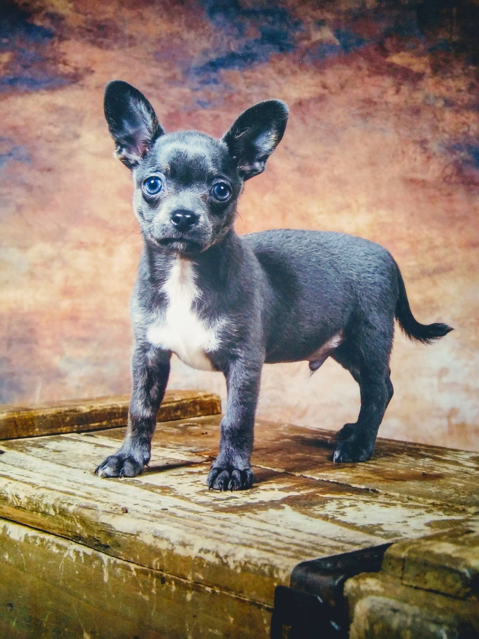 Dobby a rejoint le concours — aidez-le/la à gagner de superbes lots ! american_hairless_terrier, ancient_dog_breeds, canidae, carnivore, chihuahua, companion_dog, dog, dog_breed, fawn, mammal, puppy, snout, toy_dog, vertebrate, wildlife