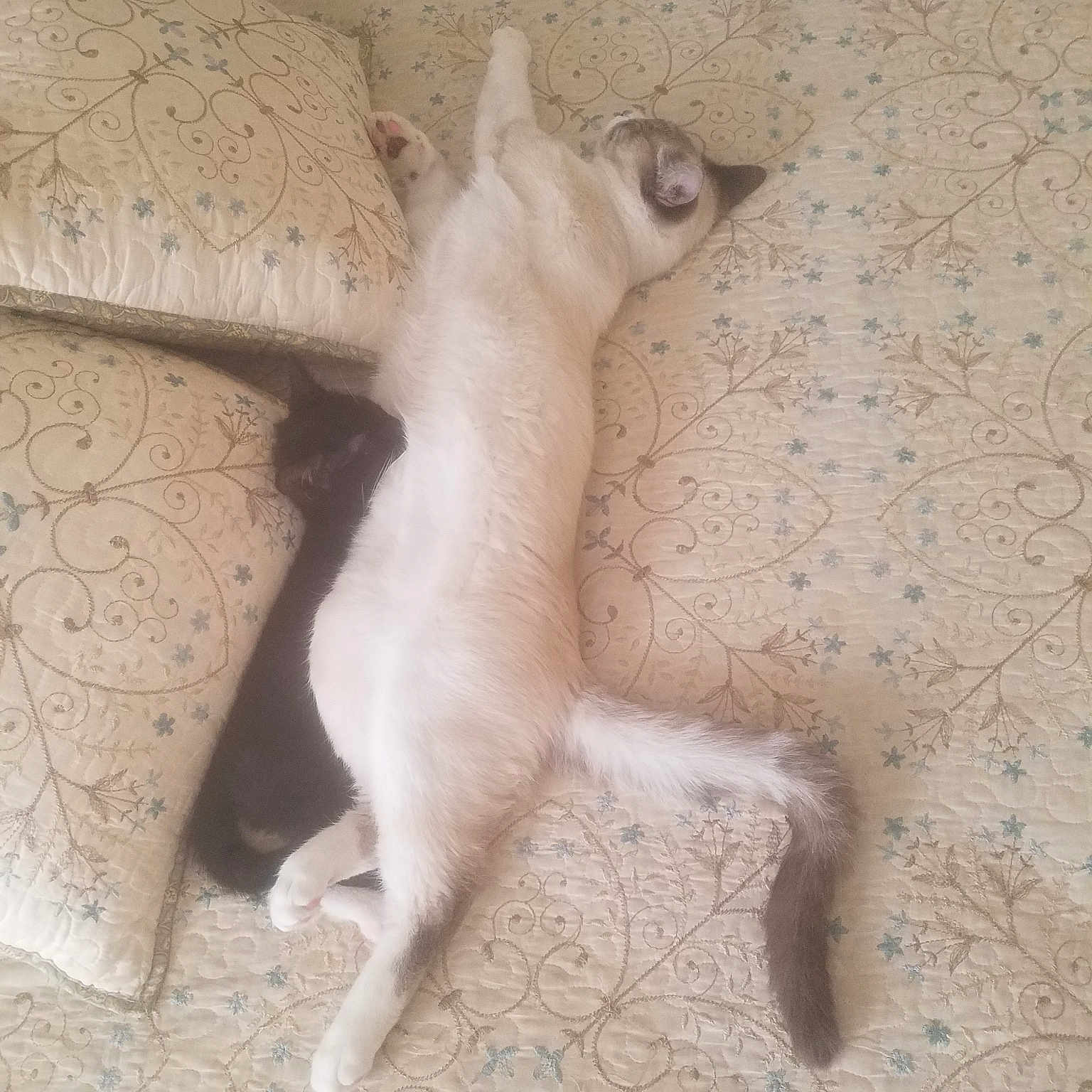 Baxter