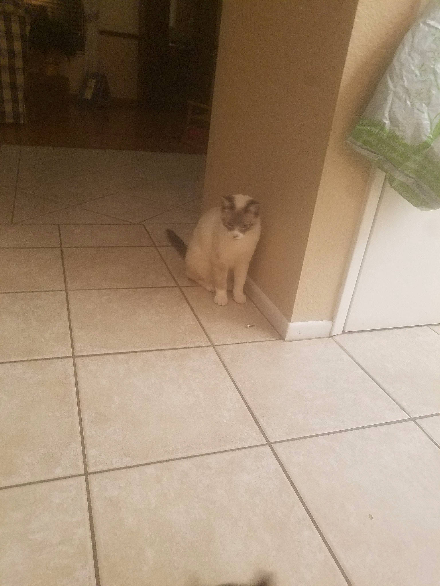 Baxter joined the competition — help win amazing prizes! canidae, carnivore, cat, dog_breed, fawn, felidae, floor, flooring, hardwood, kitten, room, small_to_medium_sized_cats, tail, tile, whiskers, wood