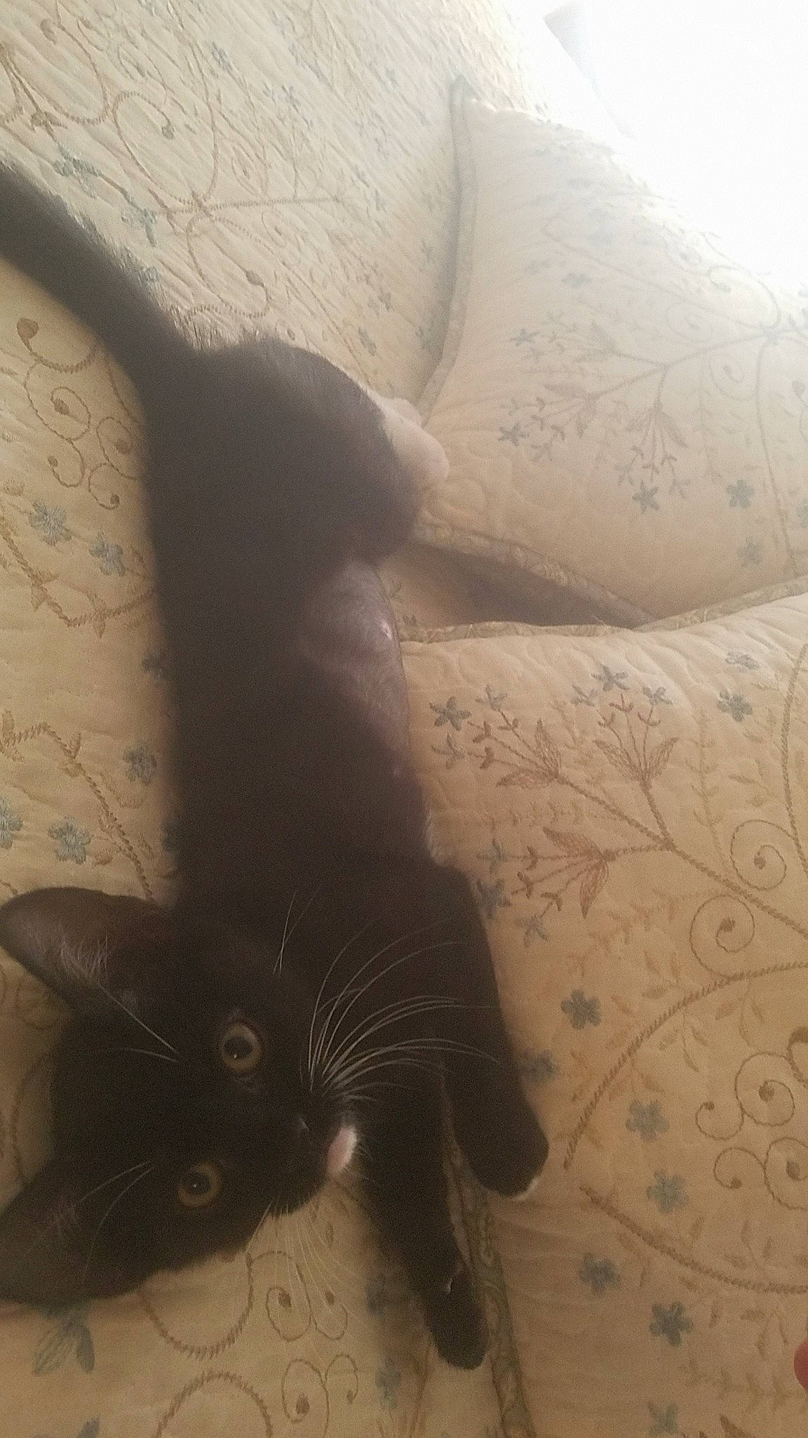 Hunny joined the competition — help win amazing prizes! black_cat, carnivore, cat, felidae, fur, kitten, leg, skin, small_to_medium_sized_cats, tail, whiskers