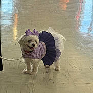 Lovely is registered to the contest to win money with this photo: accessory, animal, bow, clothing, cute, dog, dress, floor, fur, happy, indoor, leash, looking_back, pet, purple, reflection, small_dog, standing, tutu, white_dog