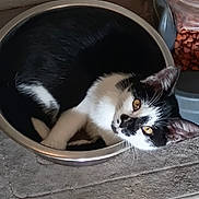 Pandora is registered to the contest to win money with this photo: animal, black_and_white, bowl, cat, cat_food, container, cozy, curled_up, cute, domestic, ears, eyes, floor, fur, indoor, looking_up, mat, pet, relaxed, whiskers