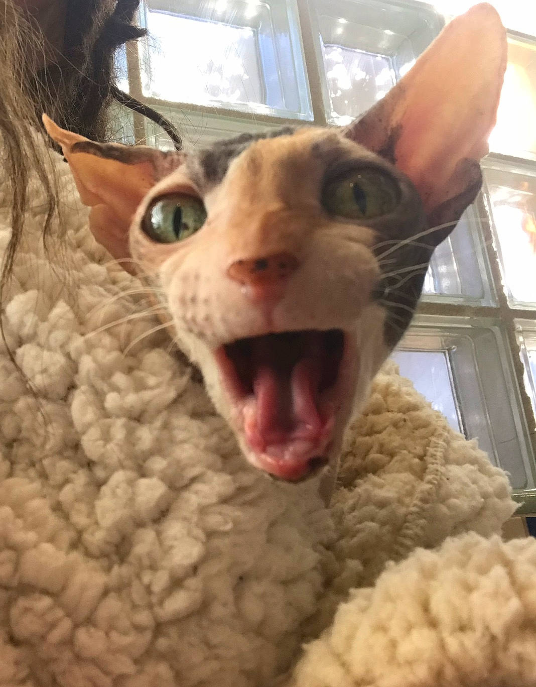 Roosta is registered to the contest to win money with this photo: carnivore, cat, cornish_rex, devon_rex, donskoy, eye, facial_expression, felidae, german_rex, mammal, nose, organ, oriental_shorthair, peterbald, rex_cat, small_to_medium_sized_cats, snout, sphynx, ukrainian_levkoy, whiskers