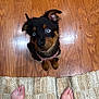 Ripley is registered to the contest to win money with this photo: animal, bare_feet, blue_eyes, collar, companion, cute, dog, domestic, ears, expression, flooring, fur, indoor, looking_up, pet, puppy, rug, waiting, wooden_floor, young_dog