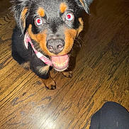 Ripley is registered to the contest to win money with this photo: animal, black, canine, close_up, collar, cute, dog, ears, flash, fur, happy, indoor, looking_up, pet, puppy, smiling, tan, tongue, wooden_floor, young_dog