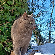 Boulette a rejoint le concours — aidez-le/la à gagner de superbes lots ! animal, blue_sky, branches, cat, daylight, fur, gray_cat, green_eyes, ivy, logs, nature, outdoor, playful, snow, sunlight, tongue_out, tree, whiskers, wildlife, winter