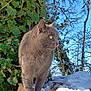 animal, blue_sky, branches, cat, daylight, fur, gray_cat, green_eyes, ivy, logs, nature, outdoor, playful, snow, sunlight, tongue_out, tree, whiskers, wildlife, winter