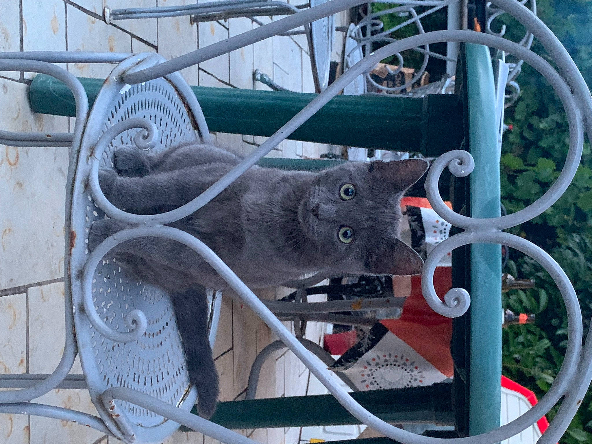 Boulette a rejoint le concours — aidez-le/la à gagner de superbes lots ! auto_part, automotive_exterior, automotive_tire, automotive_wheel_system, bicycle_part, bicycle_tire, bicycle_wheel, carnivore, cat, electrical_wiring, felidae, metal, motor_vehicle, plant, rim, sculpture, small_to_medium_sized_cats, spoke, tire, wheel