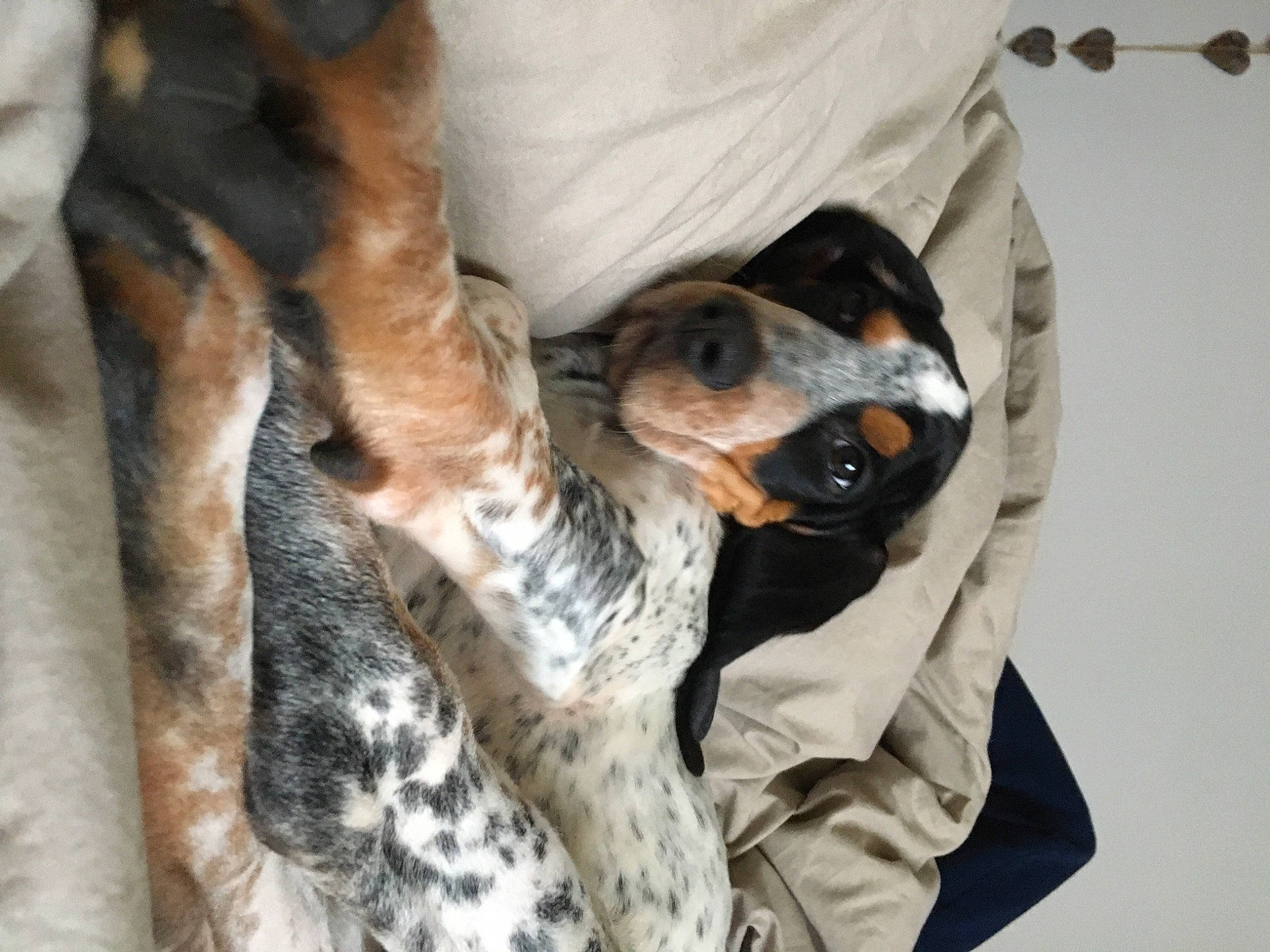 Roosevelt a rejoint le concours — aidez-le/la à gagner de superbes lots ! canidae, carnivore, collar, comfort, companion_dog, dalmatian, dog, dog_breed, fawn, felidae, fur, guard_dog, military_camouflage, paw, small_to_medium_sized_cats, snout, sporting_group, terrestrial_animal, whiskers, working_animal