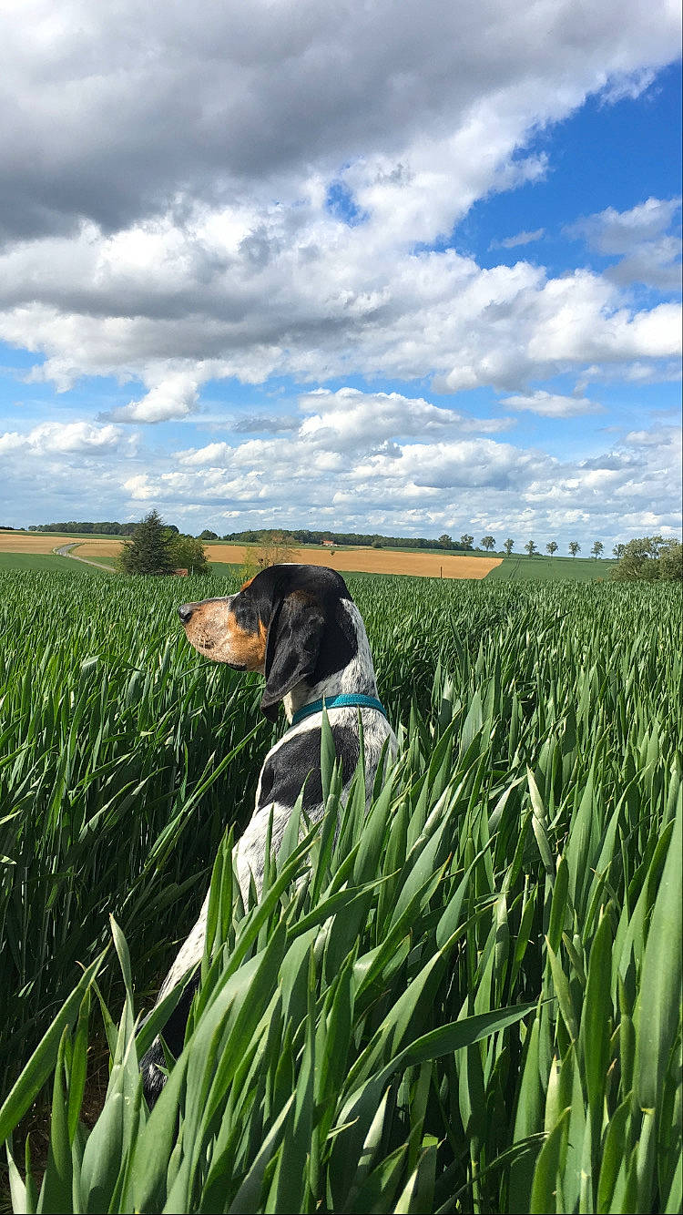 Roosevelt a rejoint le concours — aidez-le/la à gagner de superbes lots ! agriculture, carnivore, cloud, companion_dog, corn_on_the_cob, cumulus, dog, dog_breed, field, grass, grass_family, grassland, happy, landscape, meadow, natural_landscape, people_in_nature, plant, prairie, sky