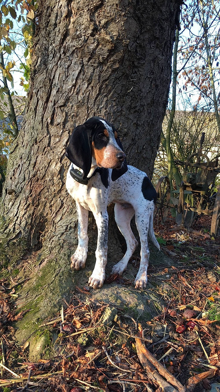 Roosevelt participe au concours pour gagner de l'argent avec cette photo : canidae, carnivore, companion_dog, dog, dog_breed, fawn, grass, hound, plant, scent_hound, sky, snout, sporting_group, terrestrial_animal, tree, trunk, twig, wood, working_animal, working_dog