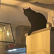 Tiger a rejoint le concours — aidez-le/la à gagner de superbes lots ! black_cat, cat, pet, indoor, kitchen, cabinet, shadow, silhouette, feline, animal, domestic, curious, perched, yellow_eyes, appliance, countertop, lighting, cozy, home, evening