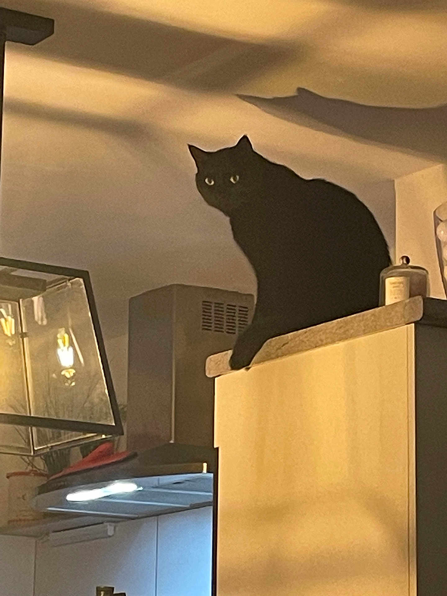 Tiger a rejoint le concours — aidez-le/la à gagner de superbes lots ! black_cat, cat, pet, indoor, kitchen, cabinet, shadow, silhouette, feline, animal, domestic, curious, perched, yellow_eyes, appliance, countertop, lighting, cozy, home, evening