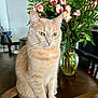 Princess joined the competition — help win amazing prizes! cat, ginger_cat, tabby, pet, feline, whiskers, green_eyes, vase, flowers, roses, bouquet, leaves, wooden_table, indoor, kitchen, sitting, portrait, close_up, furniture, tabletop