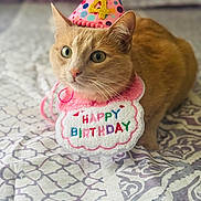Princess is registered to the contest to win money with this photo: cat, orange_cat, tabby, birthday_hat, party_hat, number_4, happy_birthday_sign, pink_bib, bed, bedding, blanket, indoor, pet, whiskers, green_eyes, portrait, close_up, shallow_depth_of_field, celebration, cute