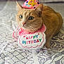 cat, orange_cat, tabby, birthday_hat, party_hat, number_4, happy_birthday_sign, pink_bib, bed, bedding, blanket, indoor, pet, whiskers, green_eyes, portrait, close_up, shallow_depth_of_field, celebration, cute