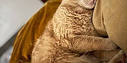 Princess is registered to the contest to win money with this photo: cat, orange_tabby, sleeping, nap, cozy, fur, whiskers, closeup, pillow, couch, bed, blanket, indoor, pet, relaxed, portrait, paw, ear, home, bokeh