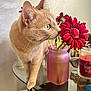 Princess is registered to the contest to win money with this photo: cat, feline, ginger_cat, pet, flower, red_flower, gerbera, vase, glass_table, candle, indoor, whiskers, close_up, portrait, curious, home_decor, pet_sniffing, tabletop, pink_vase, reflection