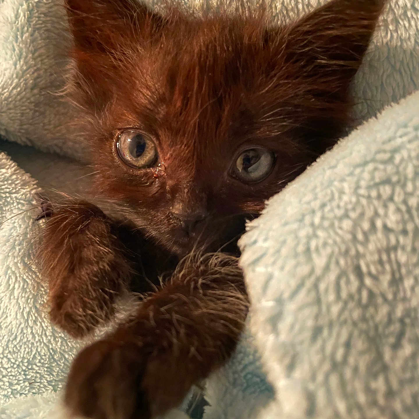 Xena participe au concours pour gagner de l'argent avec cette photo : abyssinian, animal, blanket, cat, kitten, manx, pet, plush, quilt, siamese, towel, toy