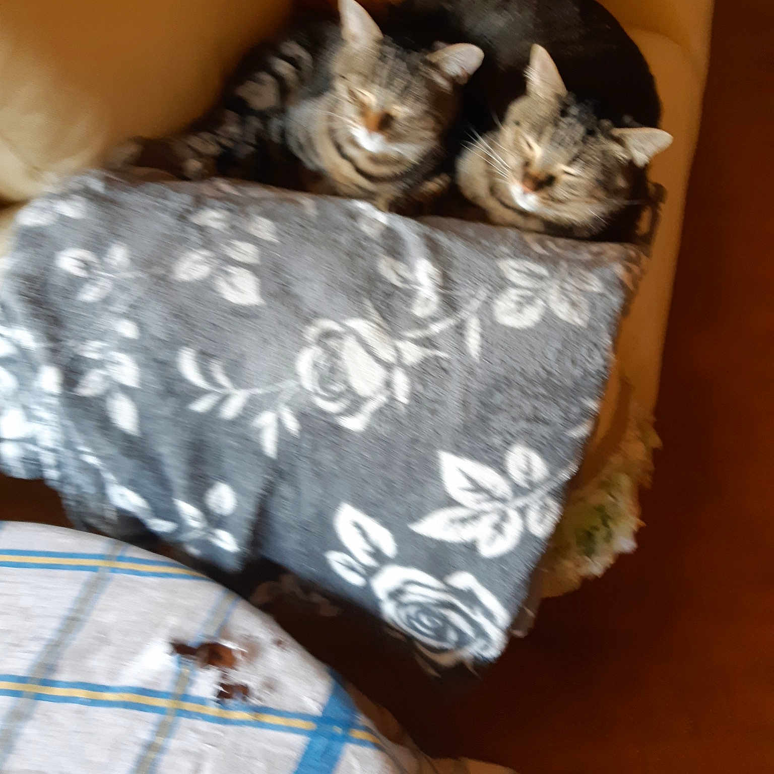 Figaro Et Newton