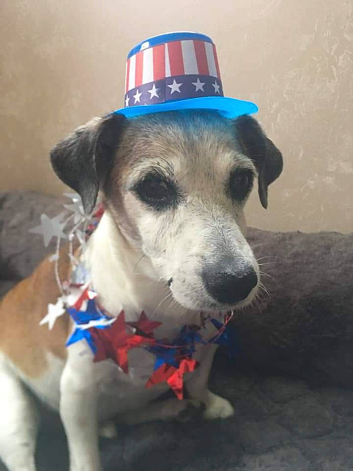 Berger is registered to the contest to win money with this photo: cap, carnivore, cloud, collar, companion_dog, costume_hat, dog, dog_breed, dog_clothes, dog_collar, dog_supply, fawn, leash, party_hat, pet_supply, selfie, snout, sporting_group, whiskers, working_animal