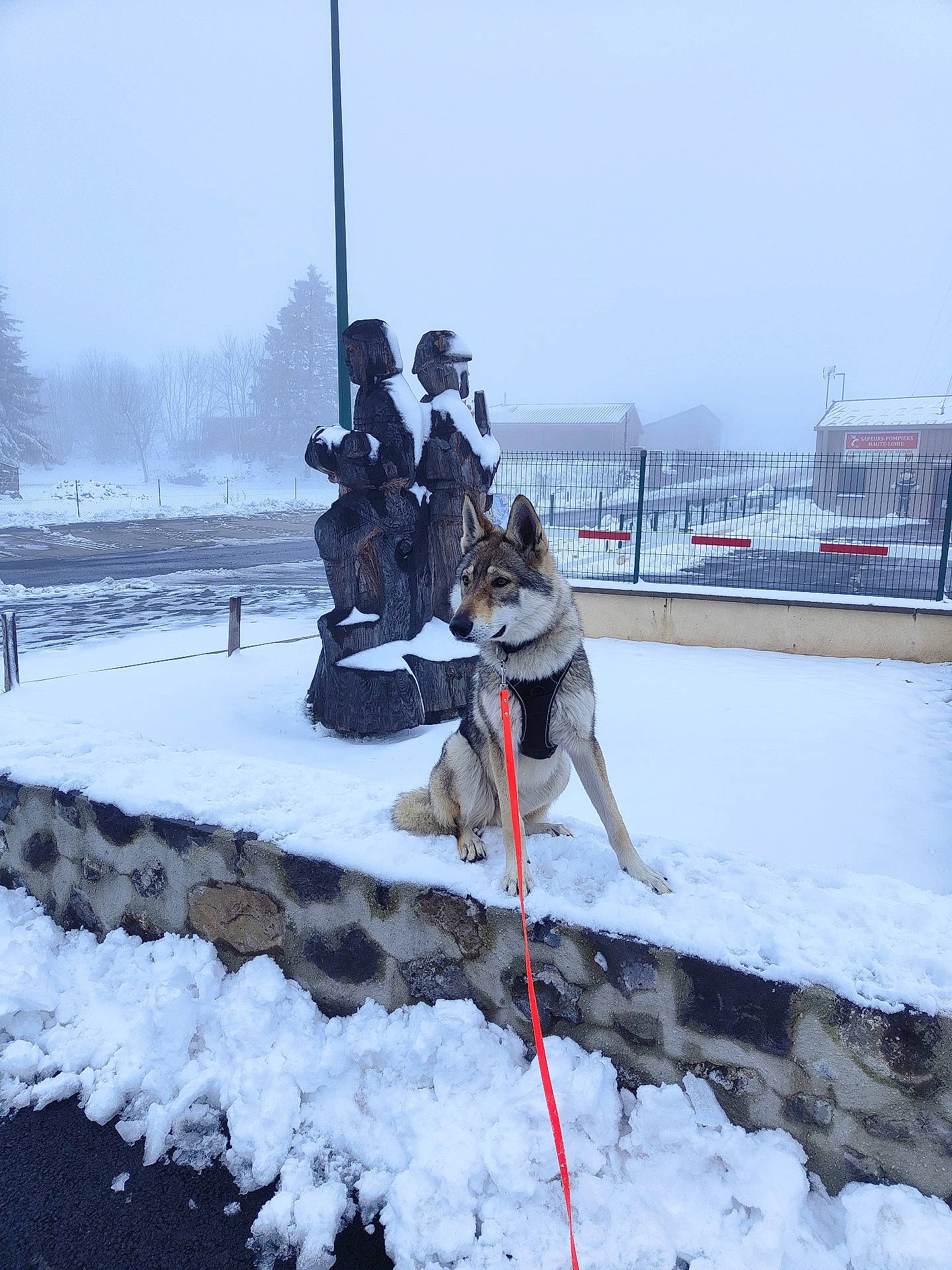 Sari participe au concours pour gagner de l'argent avec cette photo : accessories, animal, canine, car, dog, dogsled, eskimodog, head, husky, ice, nature, outdoors, person, pet, sled, snow, strap, transportation, vehicle, winter