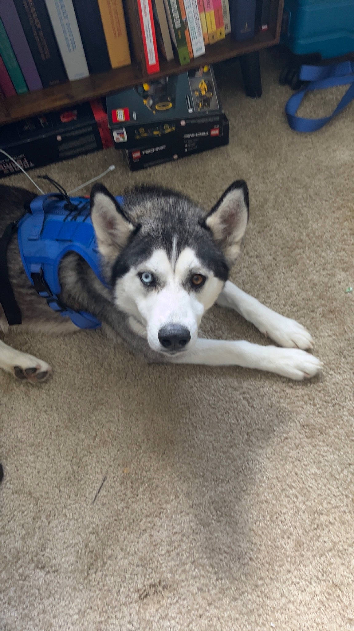 Kylo Ren joined the competition — help win amazing prizes! carnivore, dog, dog_breed, flooring, luggage_and_bags, sled_dog, snout, sporting_group, terrestrial_animal, wheel, working_animal, working_dog