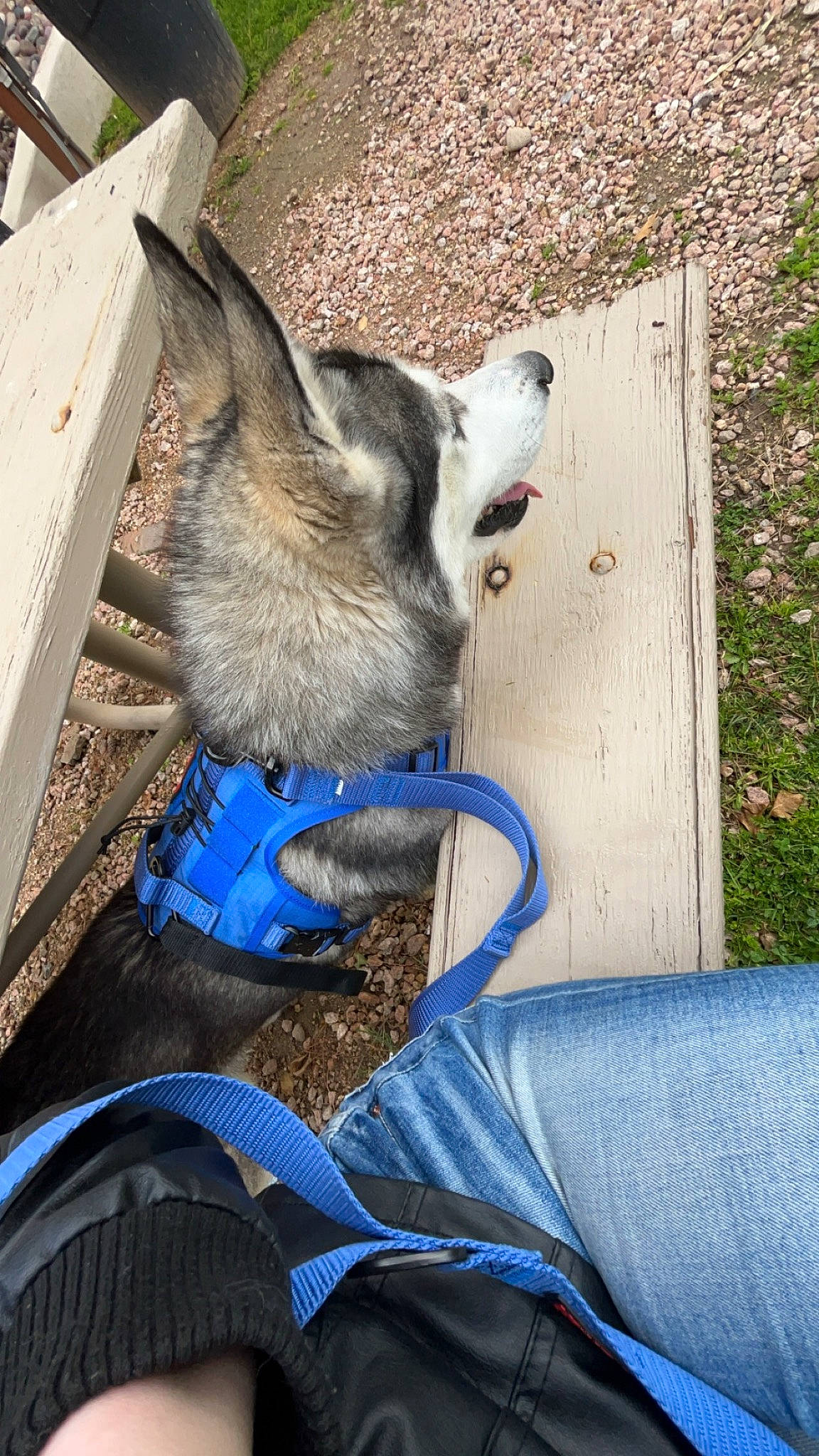 Kylo Ren is registered to the contest to win money with this photo: automotive_tire, canidae, carnivore, dog, dog_breed, electric_blue, felidae, fur, grass, human_leg, mammal, sitting, small_to_medium_sized_cats, snout, sporting_group, tail, vehicle, vertebrate, whiskers, wood