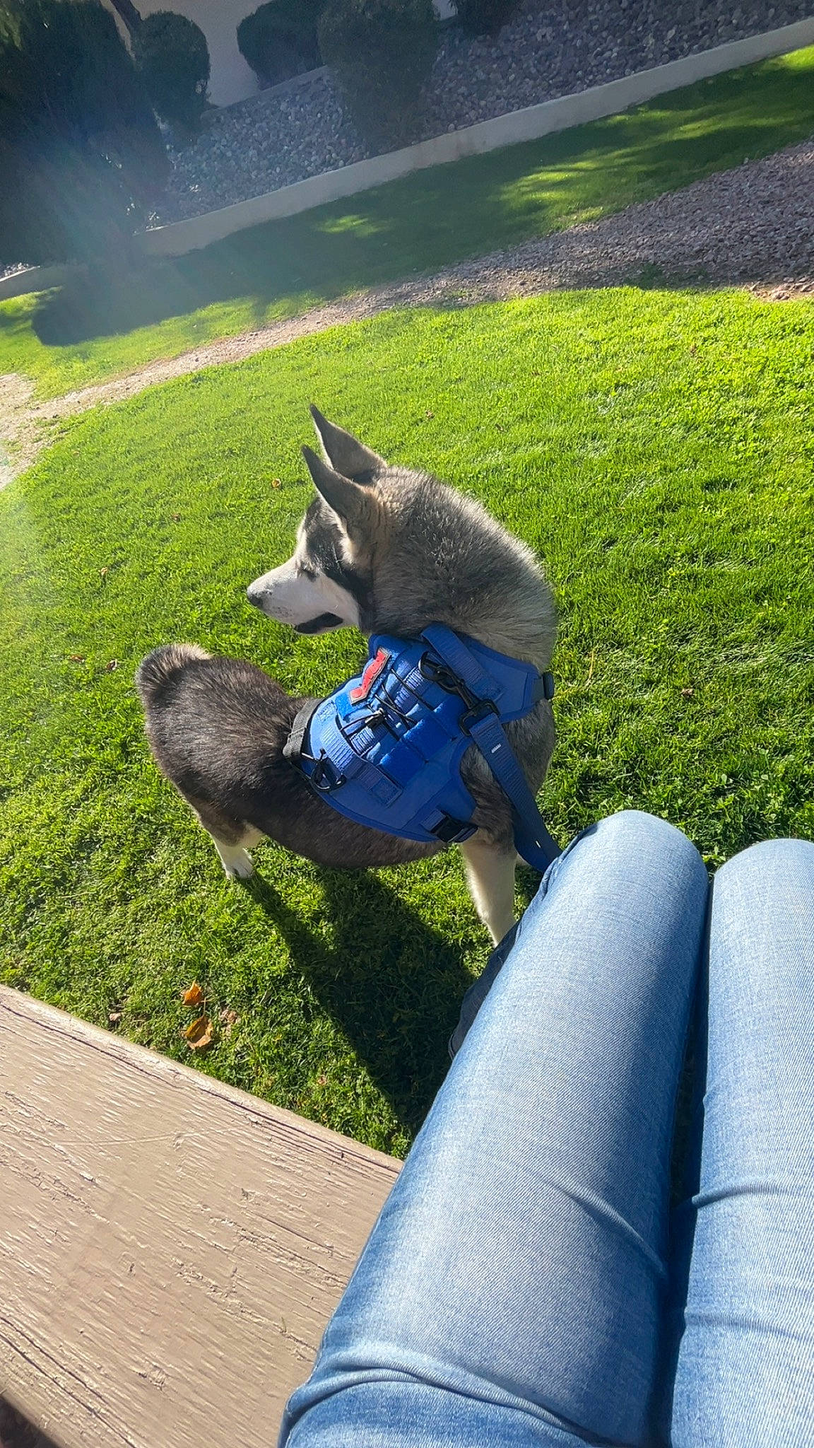 Kylo Ren joined the competition — help win amazing prizes! canidae, carnivore, companion_dog, dog, dog_breed, electric_blue, foot, grass, human_leg, lawn, leisure, plant, recreation, road_surface, shadow, sidewalk, sporting_group, tail, thigh, vertebrate