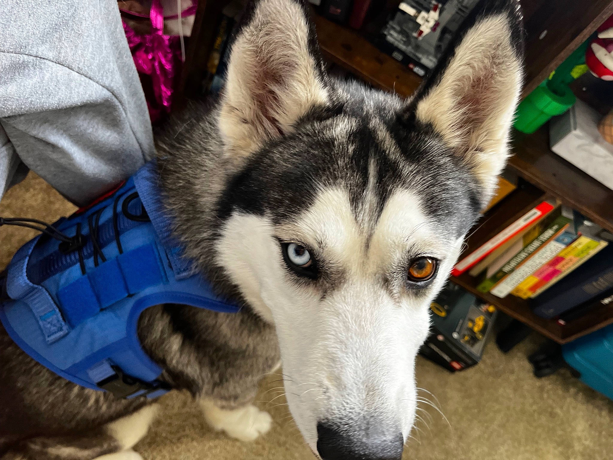 Kylo Ren is registered to the contest to win money with this photo: art, bookcase, canidae, canis, carnivore, companion_dog, dog, dog_breed, fur, publication, shelf, siberian_husky, sled_dog, snout, sporting_group, terrestrial_animal, whiskers, wolf, working_animal, working_dog