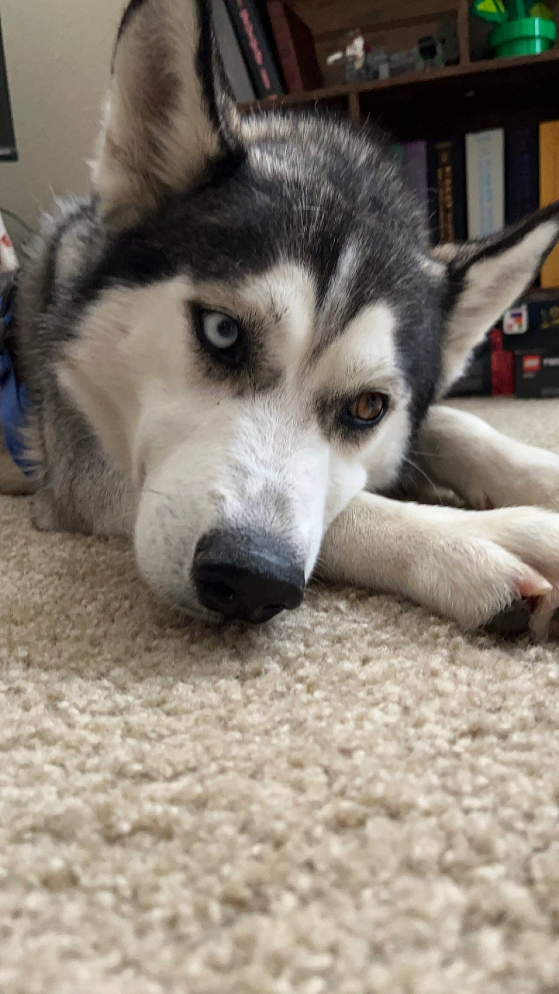 Kylo Ren is registered to the contest to win money with this photo: canidae, canis, carnivore, companion_dog, dog, dog_breed, fawn, flooring, fur, jaw, paw, siberian_husky, sled_dog, snout, sporting_group, terrestrial_animal, whiskers, wildlife, wolf, working_animal