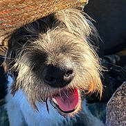 Djo participe au concours pour gagner de l'argent avec cette photo : animal, canine, close_up, companion, cute, dog, friendly, fur, happy, muzzle, nose, outdoor, pet, plaid_blanket, scruffy, smiling, straw_hat, sunlight, tongue_out, whiskers