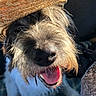 animal, canine, close_up, companion, cute, dog, friendly, fur, happy, muzzle, nose, outdoor, pet, plaid_blanket, scruffy, smiling, straw_hat, sunlight, tongue_out, whiskers