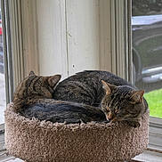Izzy joined the competition — help win amazing prizes! animal, carpeted_bed, cat, cat_bed, cozy, curled_up, domestic_animal, feline, fur, indoor, nap, natural_light, peaceful, pet, resting, sleeping, soft_texture, tabby_cat, two_cats, window