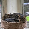 animal, carpeted_bed, cat, cat_bed, cozy, curled_up, domestic_animal, feline, fur, indoor, nap, natural_light, peaceful, pet, resting, sleeping, soft_texture, tabby_cat, two_cats, window