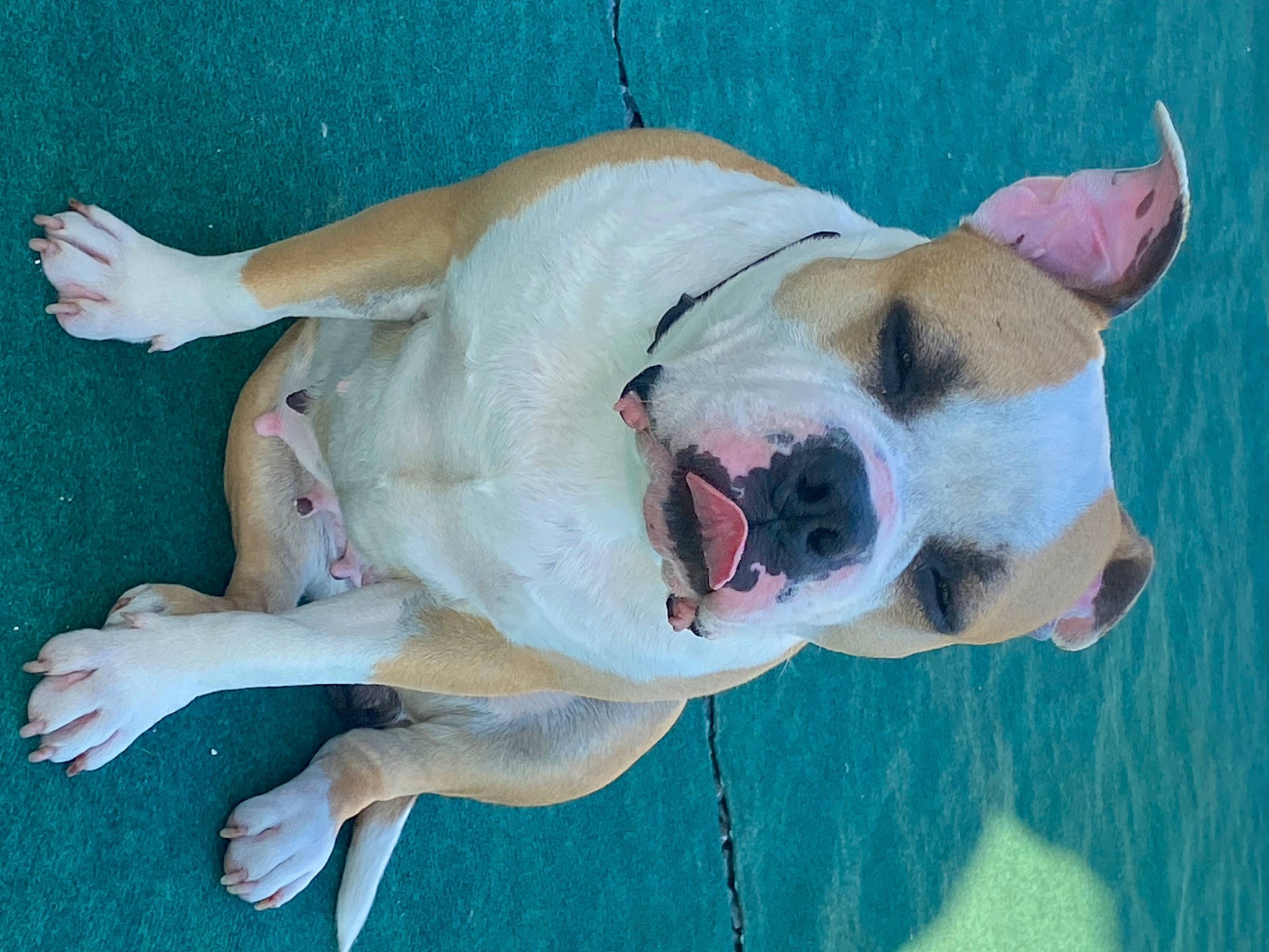 Rubis participe au concours pour gagner de l'argent avec cette photo : canidae, carnivore, collar, companion_dog, dog, dog_breed, dog_collar, dog_supply, fang, fawn, flesh, jaw, paw, sporting_group, tail, water, whiskers, window, working_animal, working_dog