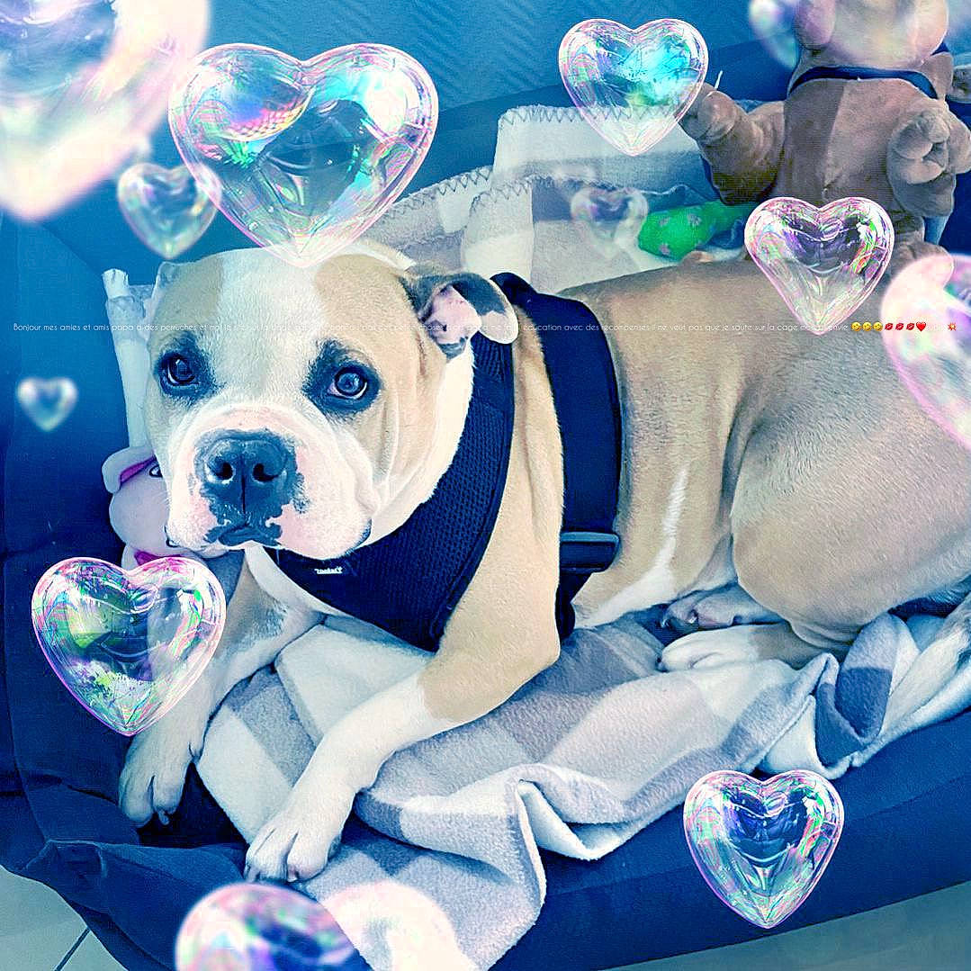 Rubis participe au concours pour gagner de l'argent avec cette photo : art, baby_toddler_clothing, ball, blue, canidae, carnivore, companion_dog, dog, dog_breed, electric_blue, fawn, fictional_character, font, happy, plush, snout, stuffed_toy, toy, toy_dog, working_animal