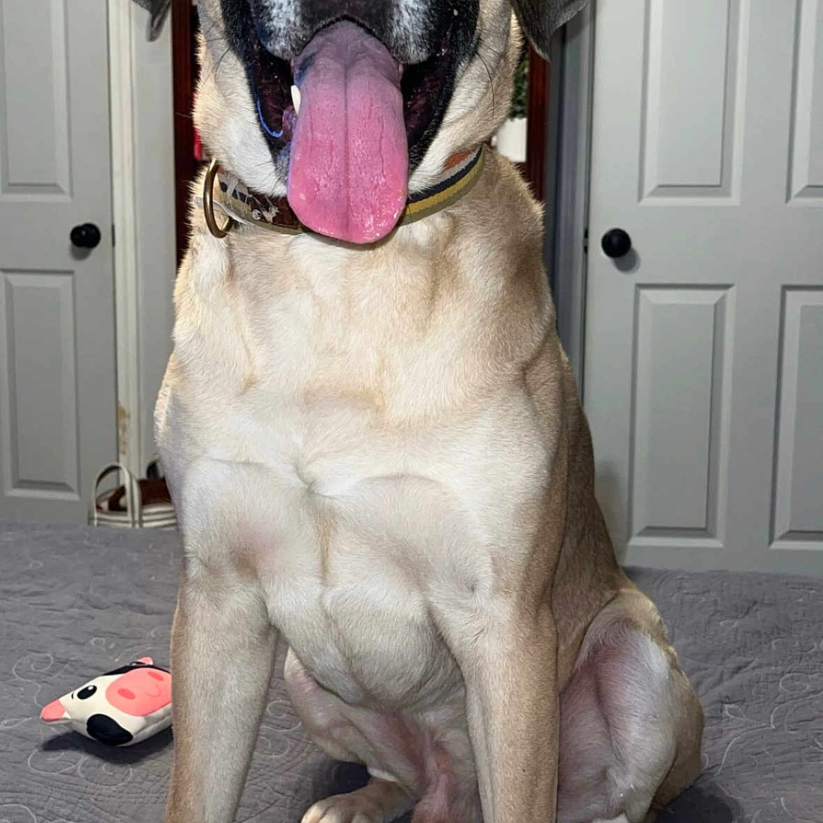 Rocky Vernon is registered to the contest to win money with this photo: animal, bodypart, boxer, bulldog, canine, clothing, dog, door, footwear, greatdane, hound, indoors, interiordesign, labradorretriever, mouth, person, pet, puppy, shoe, tongue