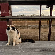 Dream is registered to the contest to win money with this photo: animal, bench, calico_cat, calm, cat, cloudy, daytime, fence, field, fur, mammal, nature, outdoor, pet, portrait, quiet, rural, sitting, sky, wood