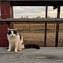 animal, bench, calico_cat, calm, cat, cloudy, daytime, fence, field, fur, mammal, nature, outdoor, pet, portrait, quiet, rural, sitting, sky, wood