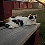 Dream joined the competition — help win amazing prizes! animal, bench, building, calico_cat, cat, colorful, daylight, feline, fur, grass, nature, outdoor, peaceful, pet, quiet, relaxing, resting, rural, sunset, wood