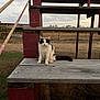 animal, bench, brick, calico_cat, calm, cat, cloudy, daylight, fence, field, grass, nature, outdoor, pet, quiet, rural, rustic, sitting, sky, wood