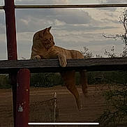Sugar Bear is registered to the contest to win money with this photo: animal, calm, cat, cloudy, daytime, fence, gazing, landscape, leisure, nature, orange_tabby, outdoor, paw, pole, relaxed, resting, rustic, sky, tree, wooden_beam