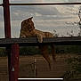 animal, calm, cat, cloudy, daytime, fence, gazing, landscape, leisure, nature, orange_tabby, outdoor, paw, pole, relaxed, resting, rustic, sky, tree, wooden_beam