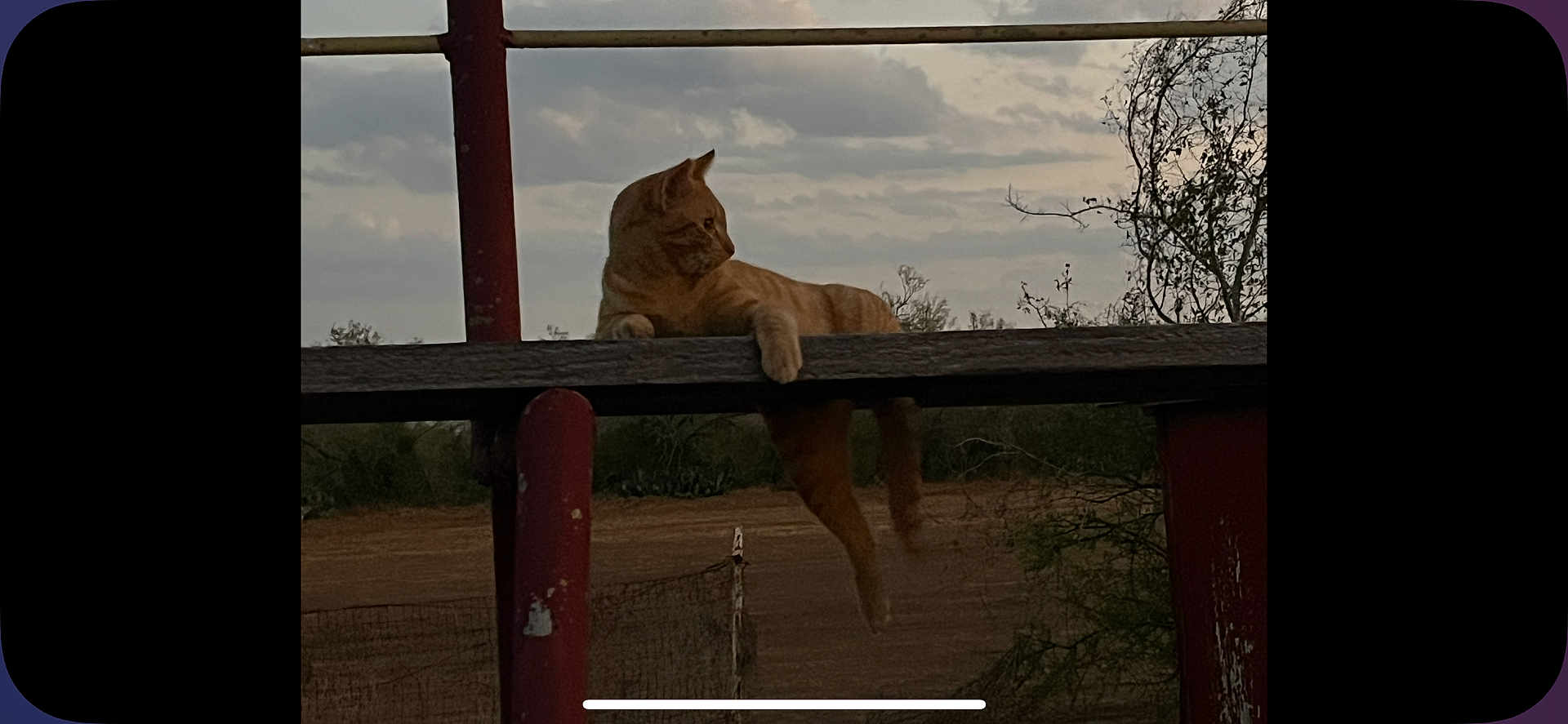 Sugar Bear is registered to the contest to win money with this photo: animal, calm, cat, cloudy, daytime, fence, gazing, landscape, leisure, nature, orange_tabby, outdoor, paw, pole, relaxed, resting, rustic, sky, tree, wooden_beam