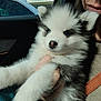 Everest participe au concours pour gagner de l'argent avec cette photo : animal, black_and_white, car_interior, closeup, cute, dog, eyes, face, fluffy, furry, hand, holding, indoors, nose, person, pet, puppy, seatbelt, window, young_dog