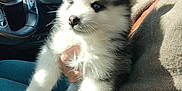 Everest participe au concours pour gagner de l'argent avec cette photo : animal, blue_eyes, car, casual, clothing, cute, dog, fluffy, furry, holding, human_hand, husky, indoor, lap, pet, puppy, seat, steering_wheel, sunlight, window