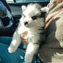 animal, blue_eyes, car, casual, clothing, cute, dog, fluffy, furry, holding, human_hand, husky, indoor, lap, pet, puppy, seat, steering_wheel, sunlight, window