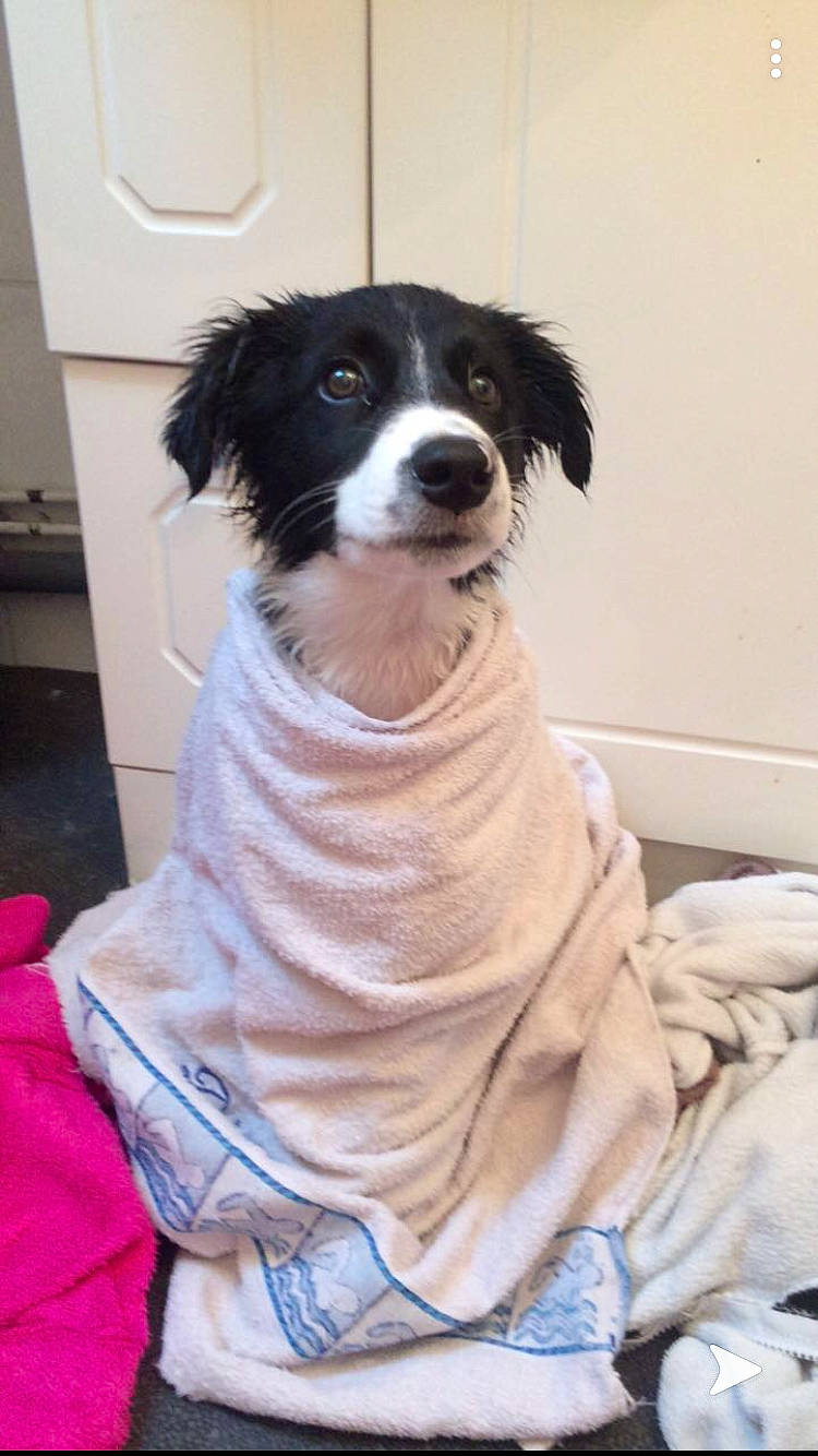 Pilou participe au concours pour gagner de l'argent avec cette photo : border_collie, canidae, carnivore, companion_dog, dog, dog_breed, mammal, phalene, puppy, rare_breed_dog, sporting_group, stabyhoun